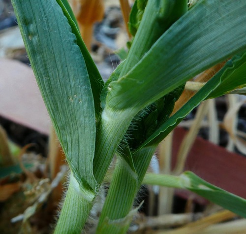 Panicum miliaceum