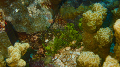 Pseudocheilinus tetrataenia