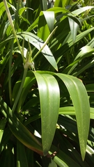 Hymenocallis speciosa