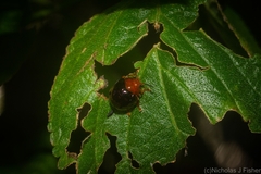 Chalcomela nitida