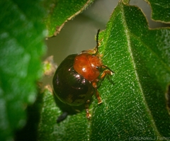 Chalcomela nitida