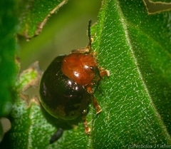 Chalcomela nitida