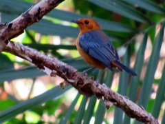 Cossypha natalensis natalensis