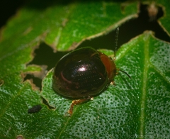 Chalcomela nitida