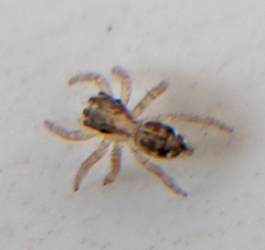 Plexippus paykulli