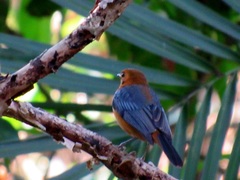 Cossypha natalensis natalensis