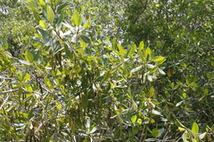 Rhizophora mangle