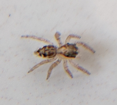 Plexippus paykulli