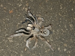 Ceratogyrus