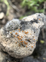 Xanthocarpia ferrarii