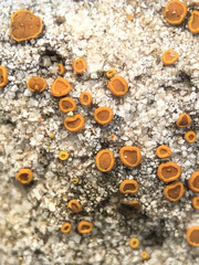 Xanthocarpia ferrarii