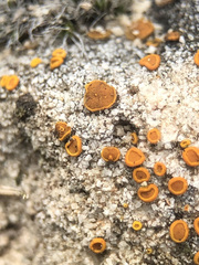 Xanthocarpia ferrarii