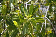 Rhizophora mangle