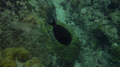 Acanthurus nigricauda
