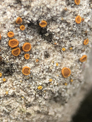 Xanthocarpia ferrarii
