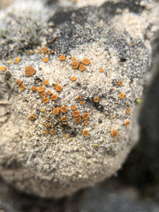 Xanthocarpia ferrarii