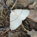 Adactylotis gesticularia - Photo (c) gailhampshire, μερικά δικαιώματα διατηρούνται (CC BY)