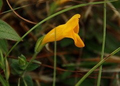 Torenia hirsutissima