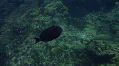 Acanthurus nigricauda