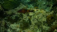 Parupeneus multifasciatus