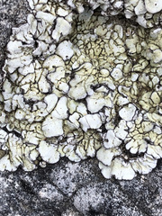 Squamarina periculosa