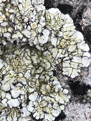 Squamarina periculosa