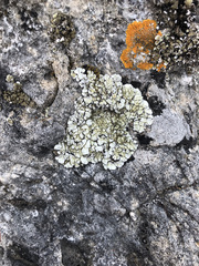 Squamarina periculosa