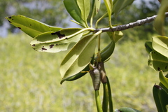 Rhizophora mangle