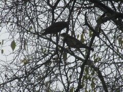 Turdus philomelos philomelos