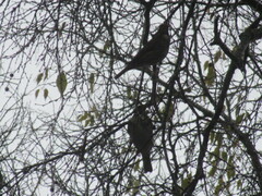 Turdus philomelos philomelos