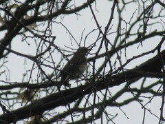 Turdus philomelos philomelos