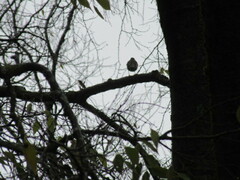 Turdus philomelos philomelos