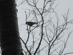 Turdus philomelos philomelos