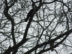 Turdus philomelos philomelos