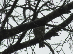 Turdus philomelos philomelos