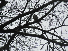 Turdus philomelos philomelos