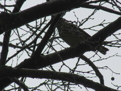 Turdus philomelos philomelos