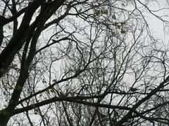 Turdus philomelos philomelos