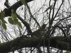 Turdus philomelos philomelos