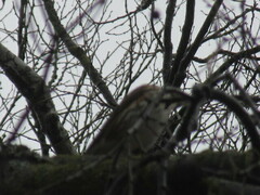 Turdus philomelos philomelos
