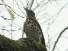 Turdus philomelos philomelos