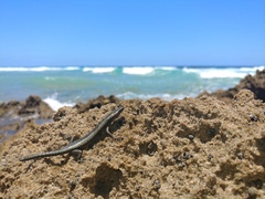 Cryptoblepharus africanus