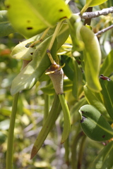 Rhizophora mangle