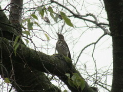 Turdus philomelos philomelos