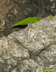 Gekko chinensis