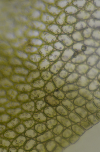 Image of Mesoptychia gillmanii by no rights reserved