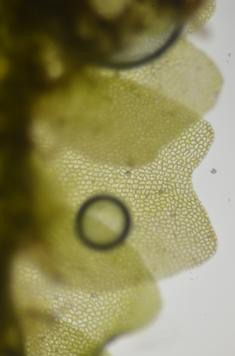 Image of Mesoptychia gillmanii by no rights reserved