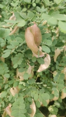 Colutea