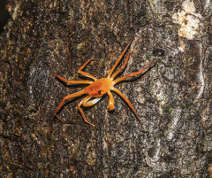 Tiwaripotamon edostilus