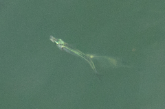 Atherinops affinis